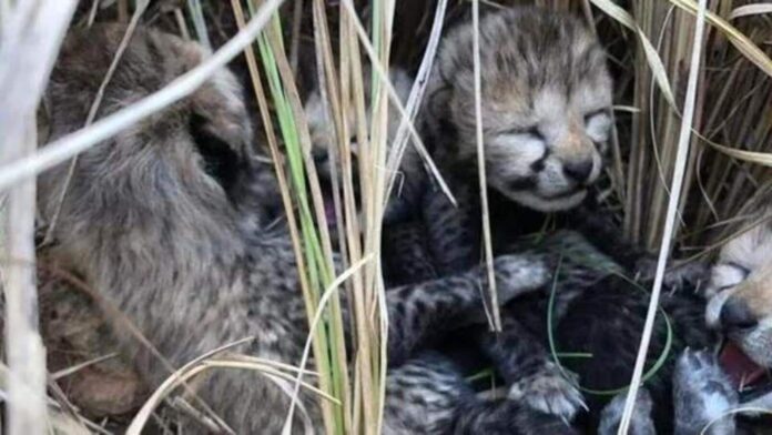 Cheetah Jwala gives birth to three cubs in Kuno National Park