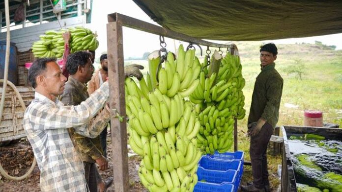Madhya Pradesh gains visibility in global agri-export market