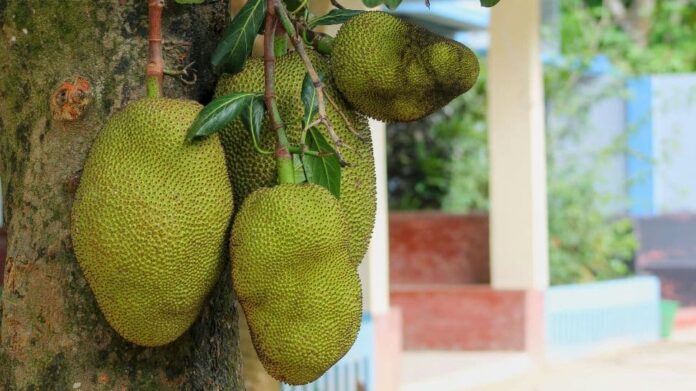 Jackfruit Day 2024: Its Significance, History & Tasty Recipes To Try